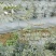 山豆根种子