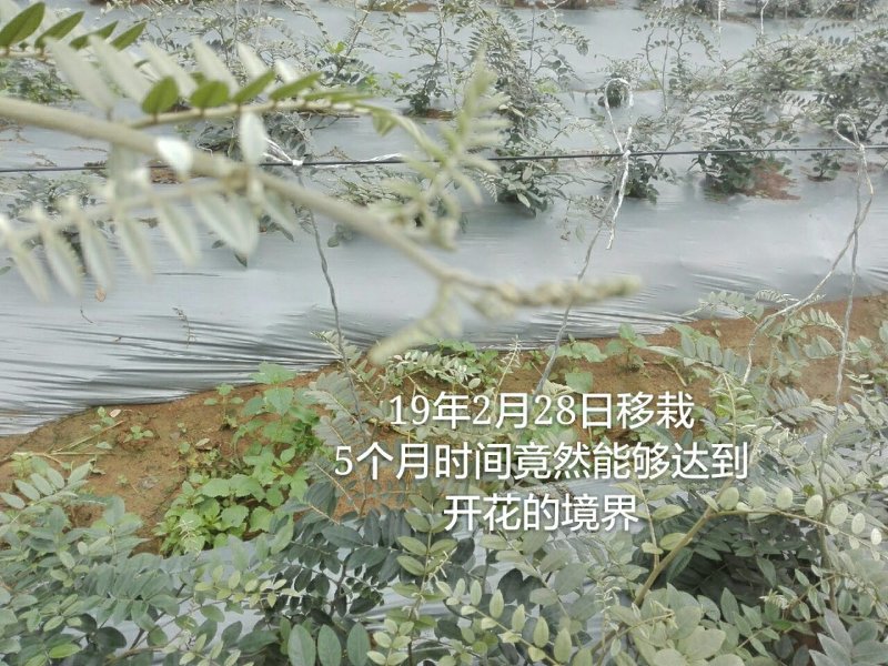 山豆根种子