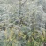 山豆根种子