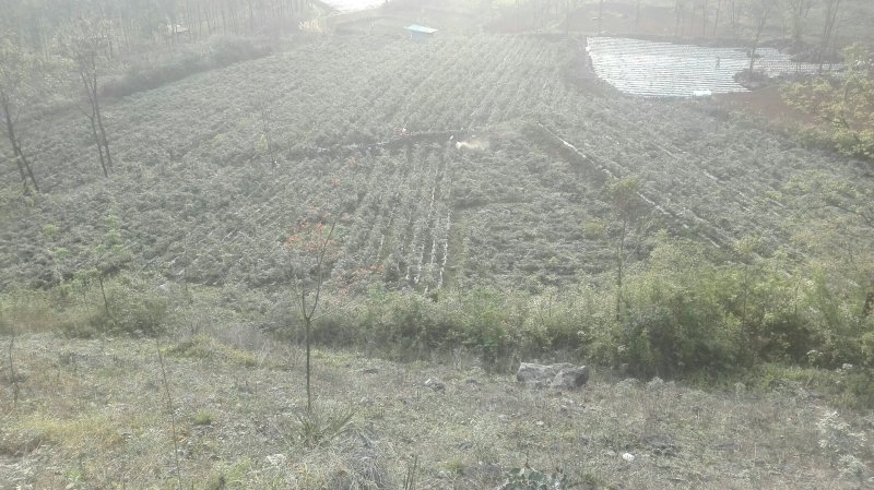 山豆根种子