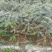 山豆根种子