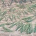 老挝高杆古树茶