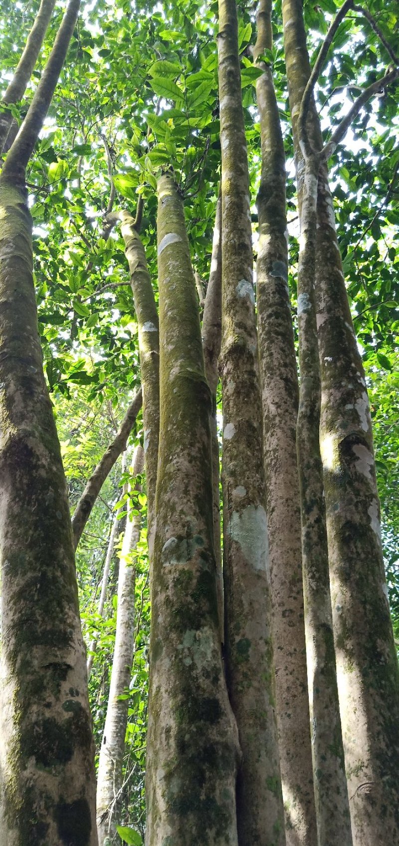 老挝高杆古树茶