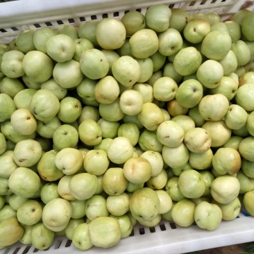 新鲜梨枣大量上市