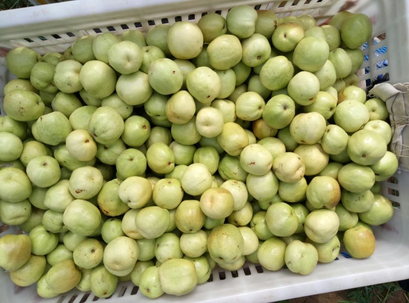 新鲜梨枣大量上市