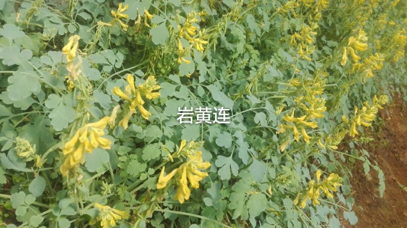 岩黄连种子最后5斤了想要的老板抓紧了