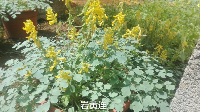 岩黄连种子最后5斤了想要的老板抓紧了