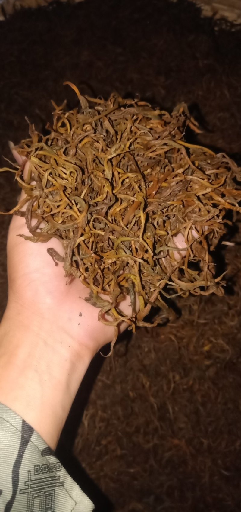 老挝古树红茶