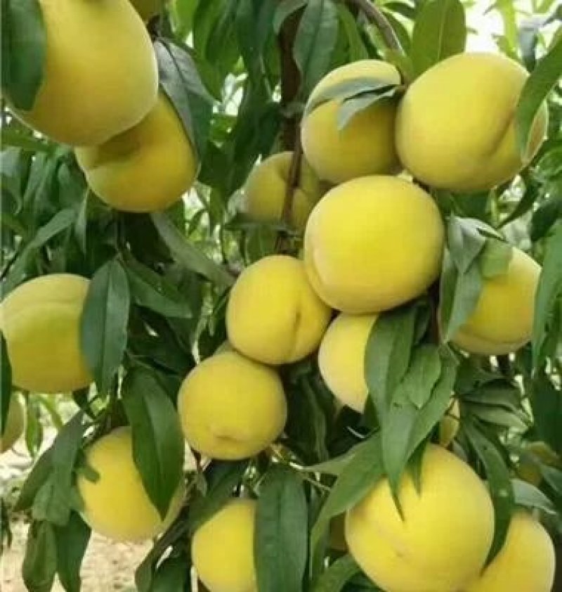 大黄桃嫁接果树苗，保证质量纯度，包成活，全国包邮。