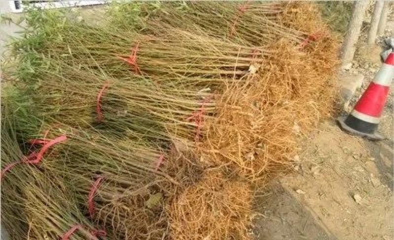 大黄桃嫁接果树苗，保证质量纯度，包成活，全国包邮。