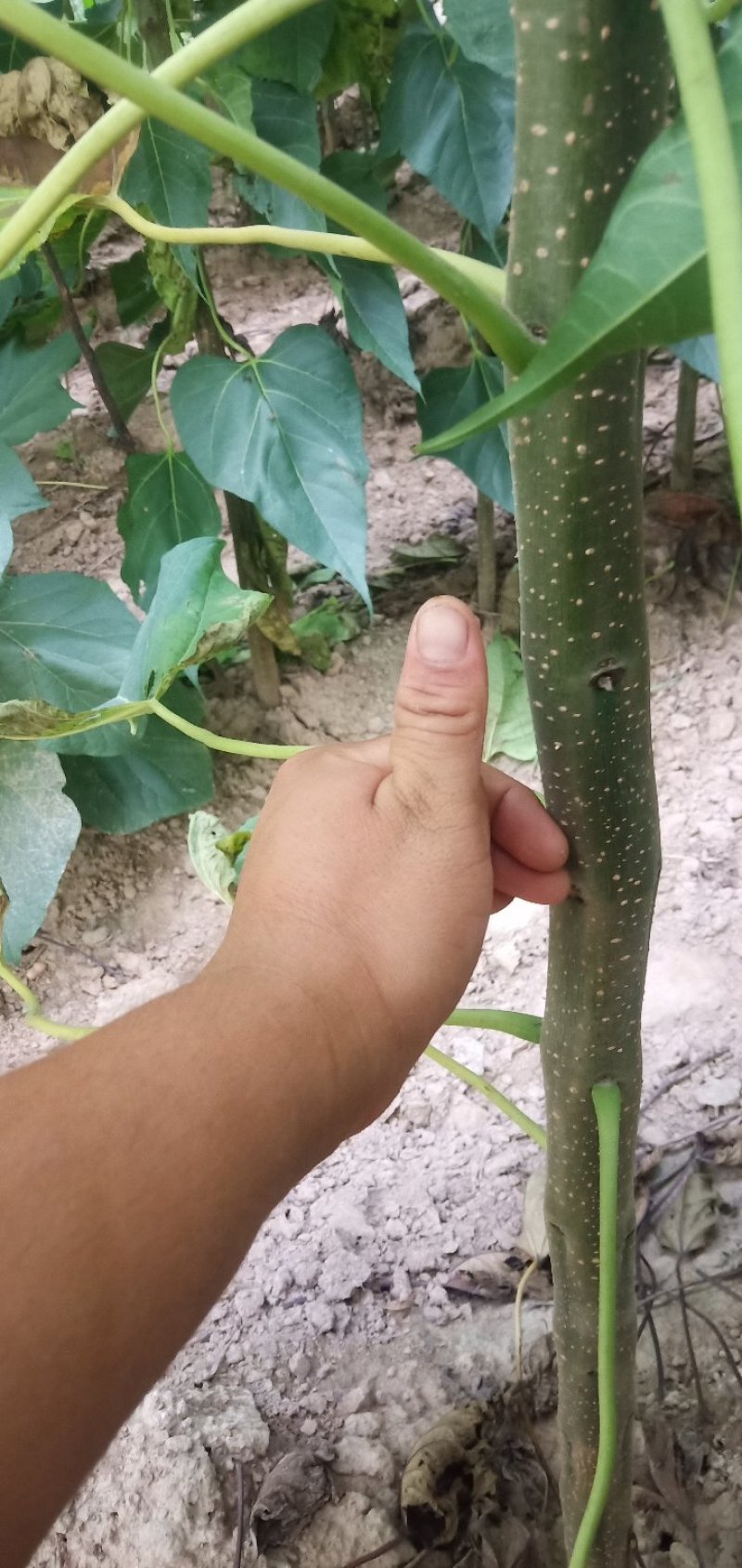 楸树梓树