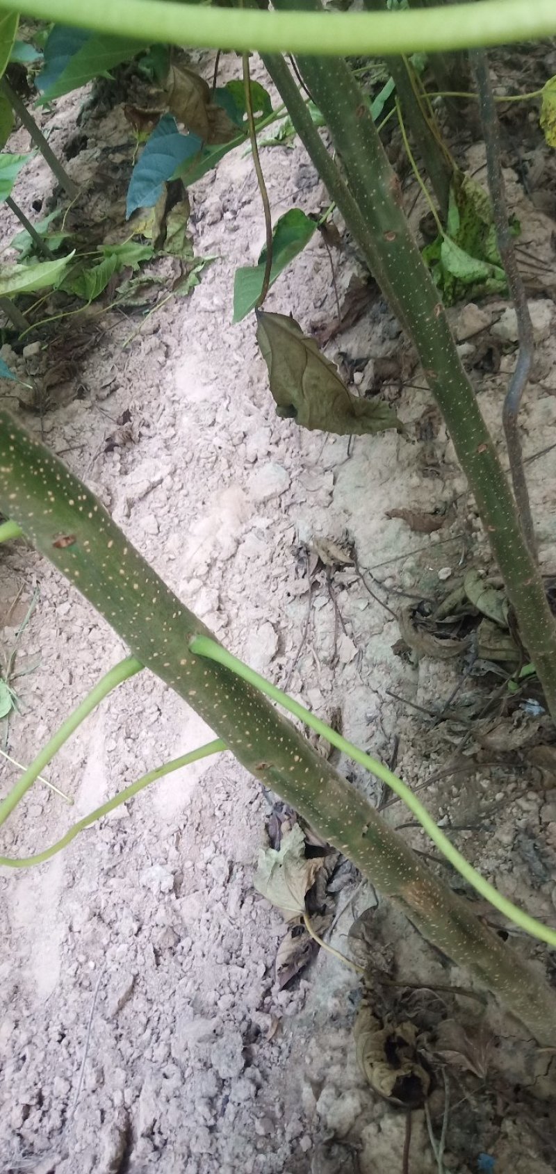 楸树梓树