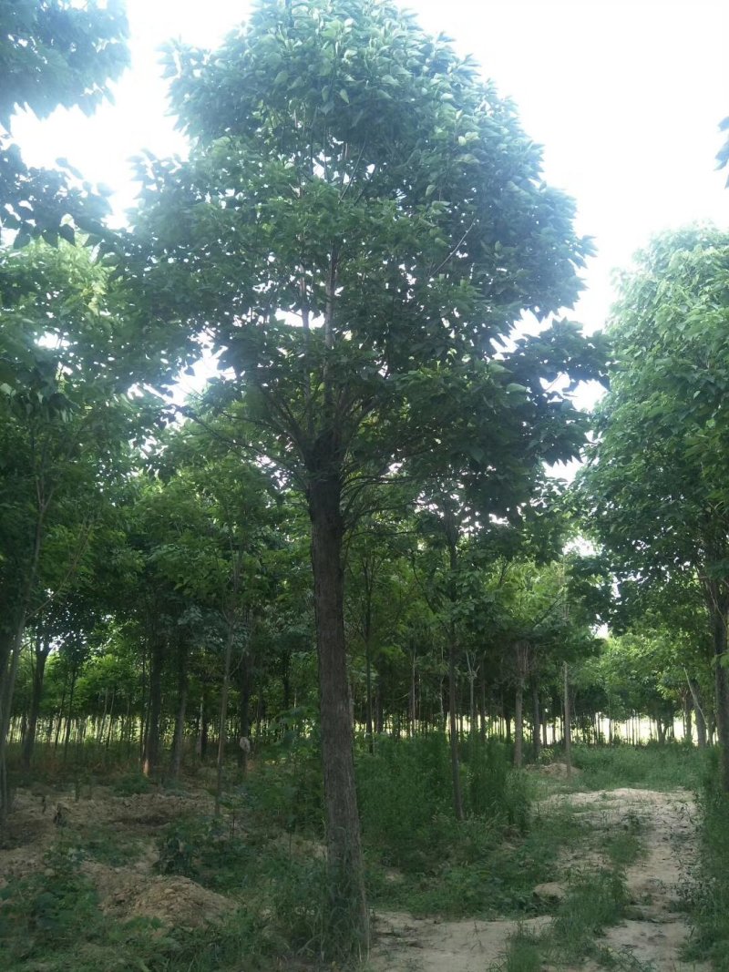 楸树梓树