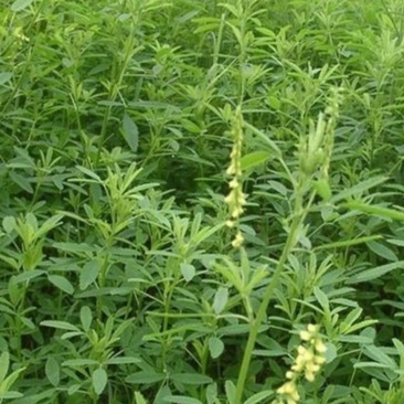 黄苜蓿牧草种子多年生牧草夏季耐热，冬季耐寒