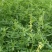 黄苜蓿牧草种子多年生牧草夏季耐热，冬季耐寒