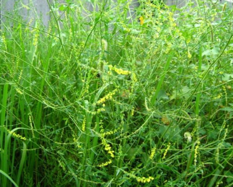 黄苜蓿牧草种子多年生牧草夏季耐热，冬季耐寒