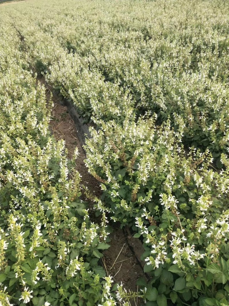 白花丹参苗纯白花的单独挑选的优质丹参苗