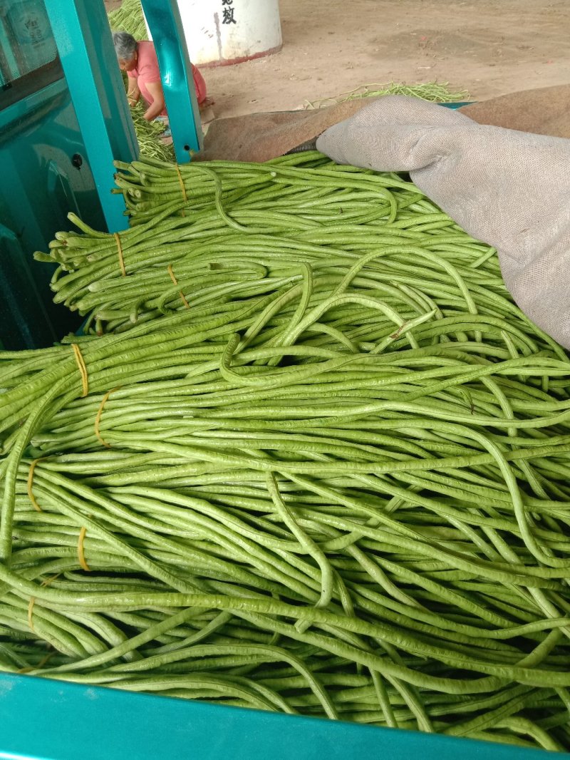 长豆角青白条豇扁豆，质量好价格低量大日上货量万吨