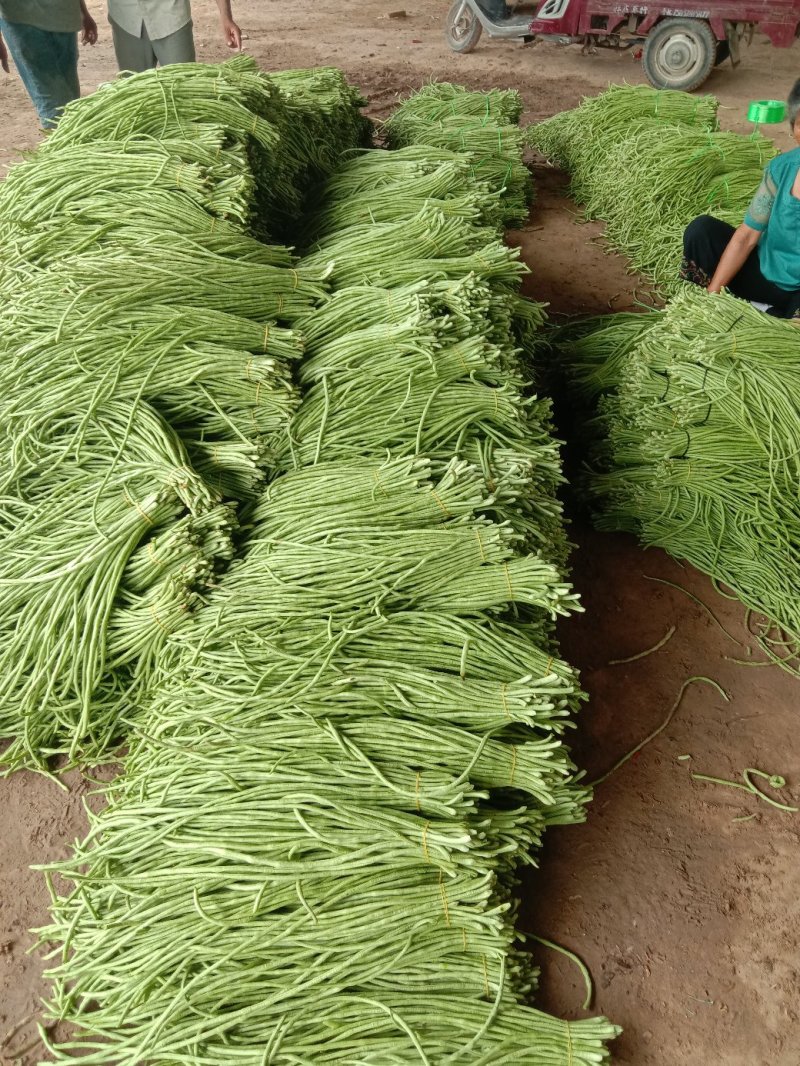 长豆角青白条豇扁豆，质量好价格低量大日上货量万吨