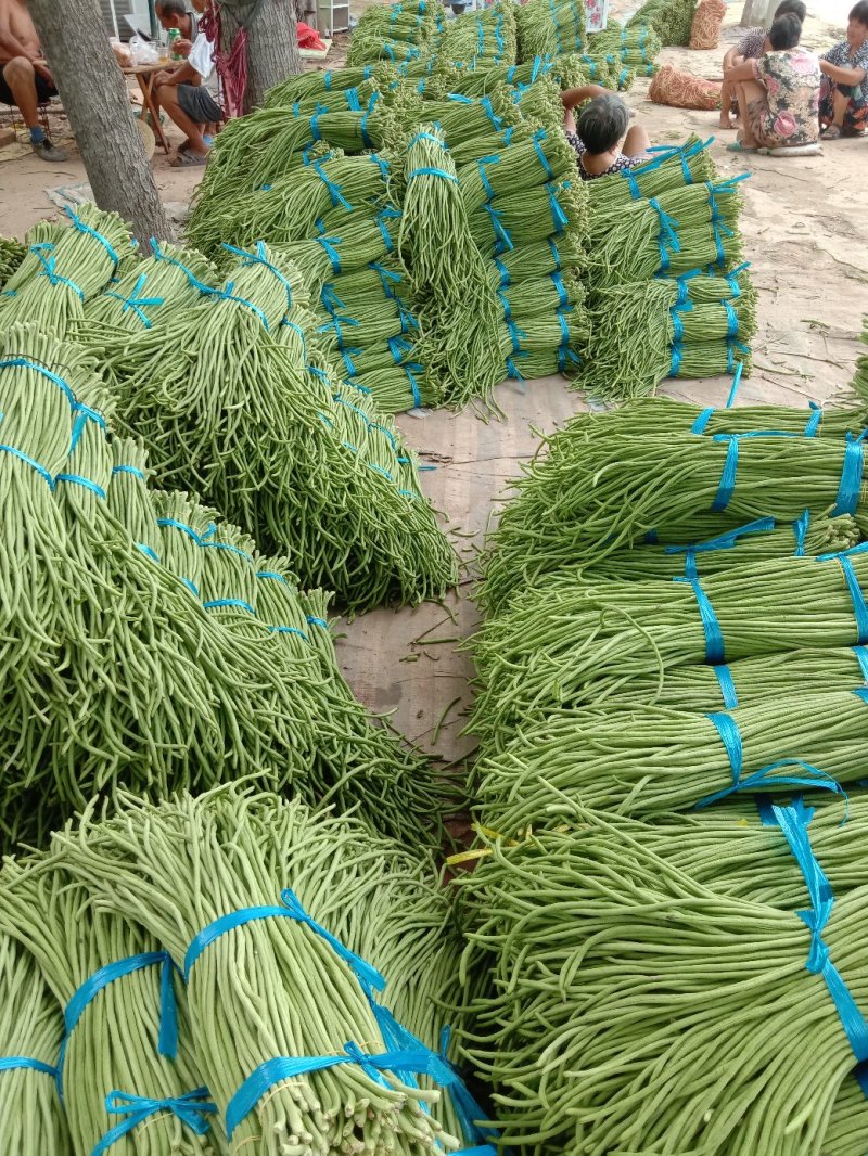 长豆角青白条豇扁豆，质量好价格低量大日上货量万吨