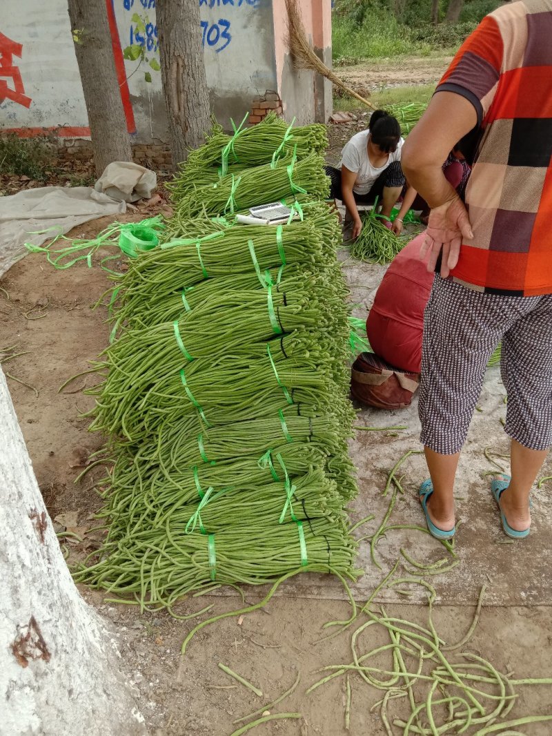 长豆角青白条豇扁豆，质量好价格低量大日上货量万吨