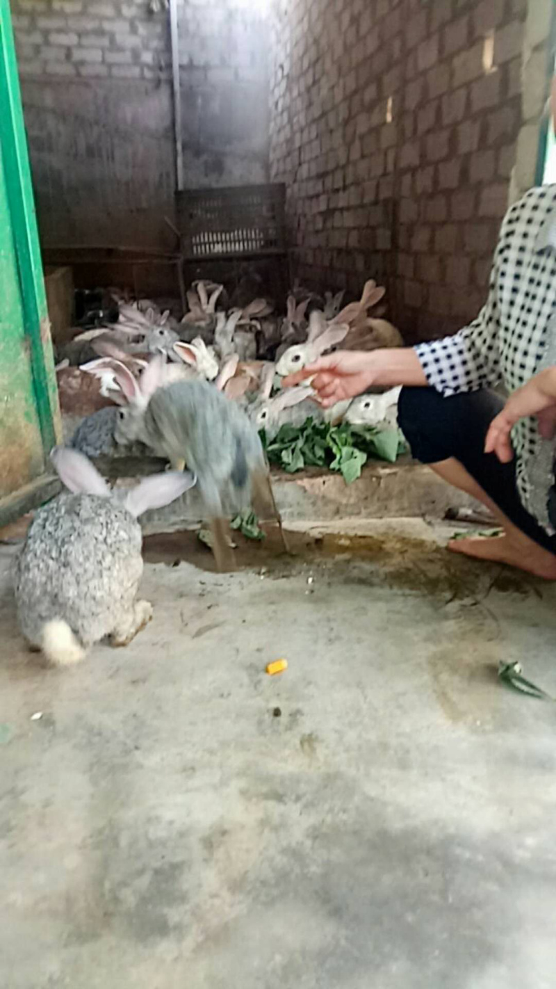 包杀好草兔自己割草放养肉质硬养半年以上