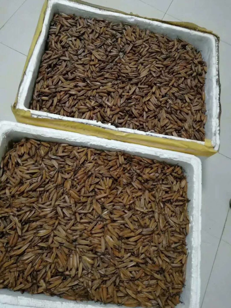 【优质】云南白芨种子三叉大白芨种子白芨果夹提供育苗技术