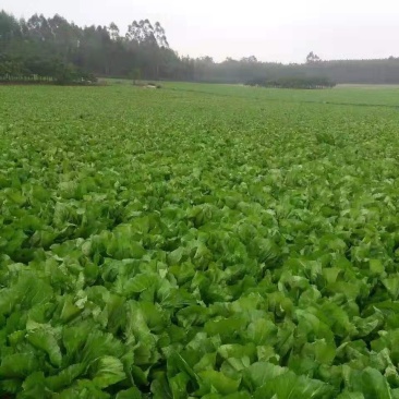 大肉包心芥菜