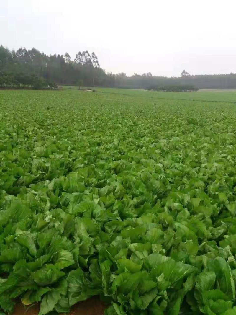 大肉包心芥菜
