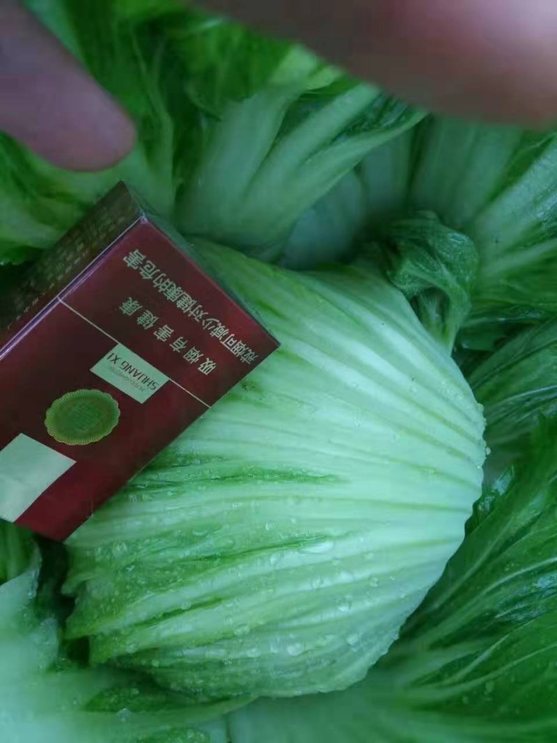 大肉包心芥菜