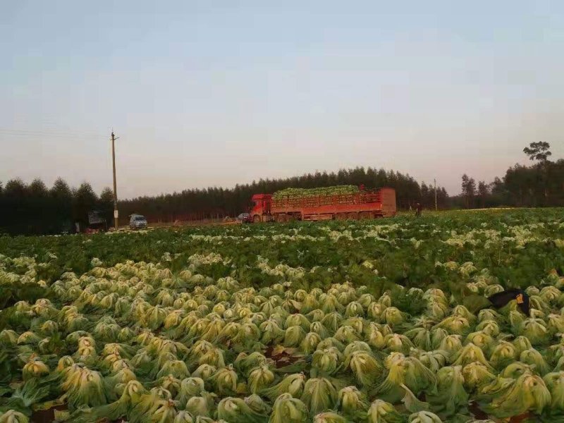大肉包心芥菜