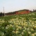 大肉包心芥菜