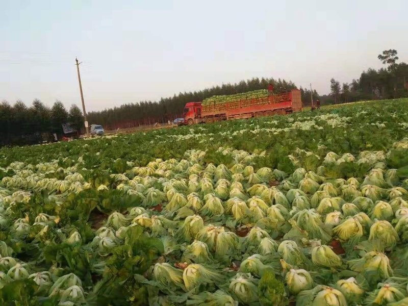 大肉包心芥菜