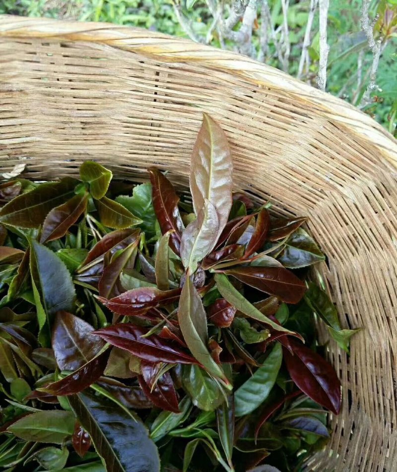 云南凤庆野生古树红茶500克一盒，300年的树林