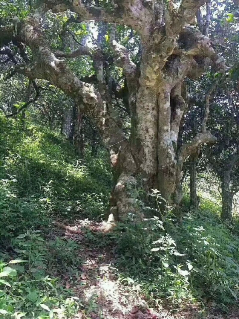 云南凤庆野生古树红茶500克一盒，300年的树林