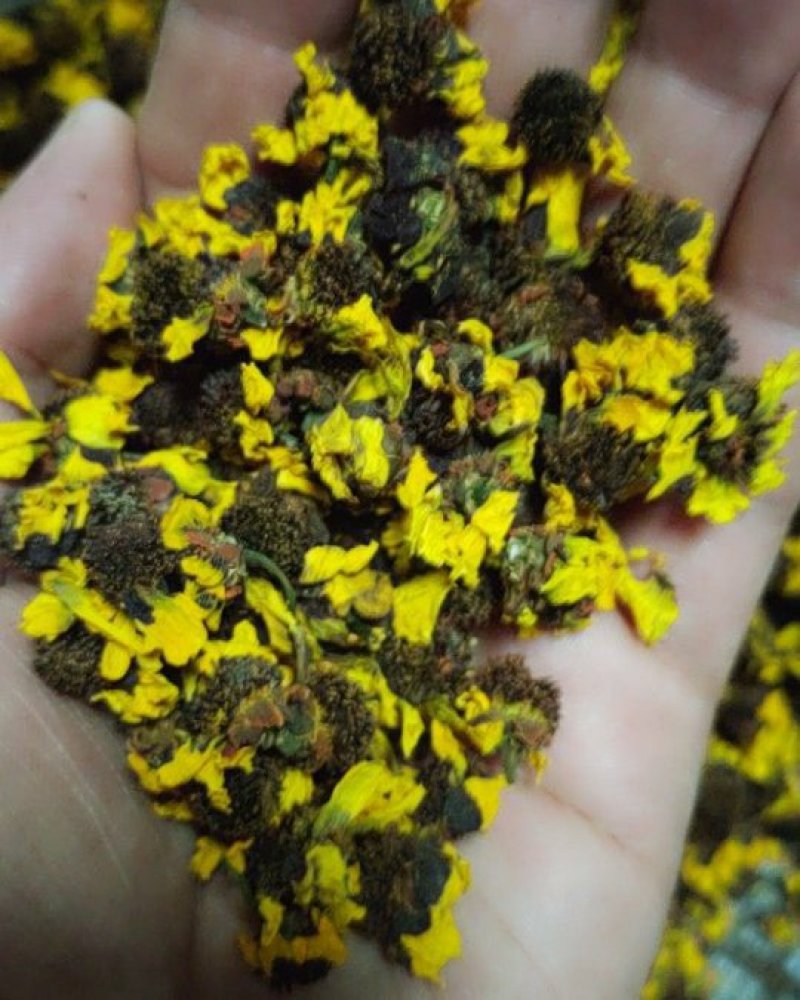 雪菊新货，昆仑山新疆胎菊血菊两色金鸡菊