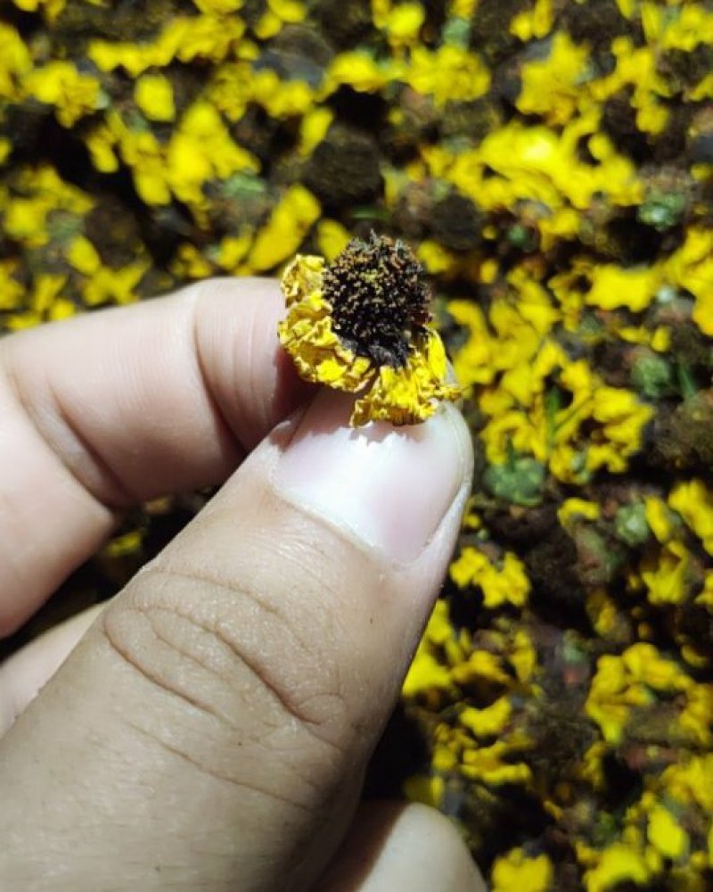 雪菊新货，昆仑山新疆胎菊血菊两色金鸡菊