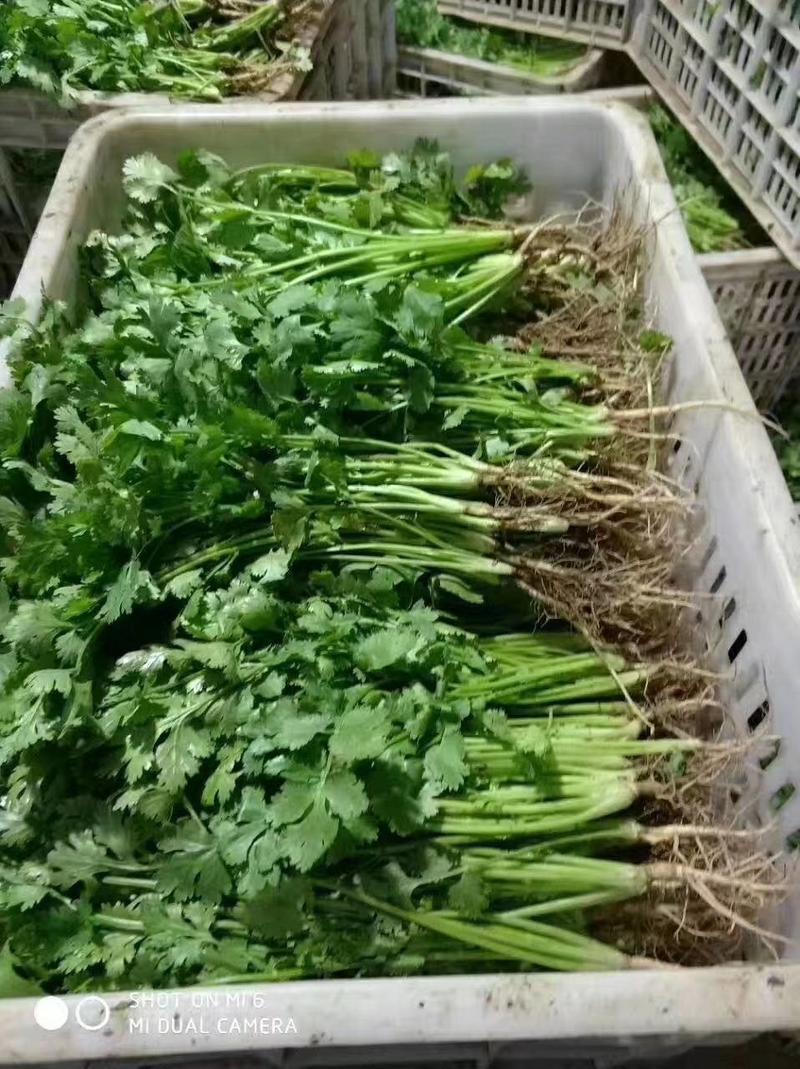 安瑟米3天出进口四季香菜芫荽种籽耐热耐抽苔原装500克