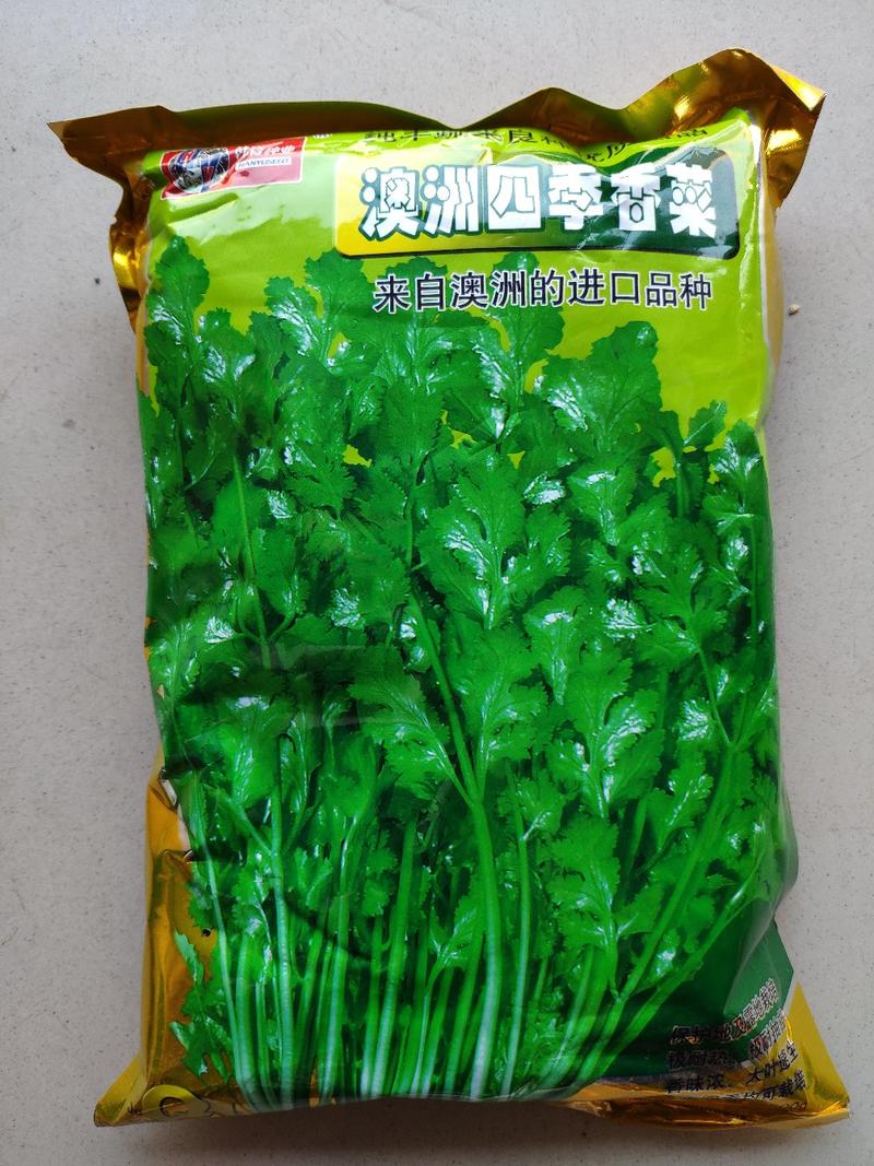 安瑟米3天出进口四季香菜芫荽种籽耐热耐抽苔原装500克
