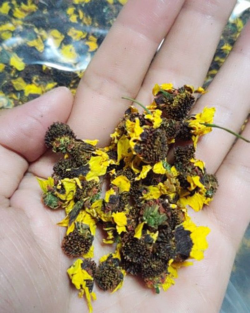 雪菊新货，昆仑山新疆胎菊血菊两色金鸡菊