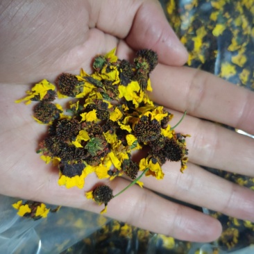 雪菊新货，昆仑山新疆胎菊血菊两色金鸡菊