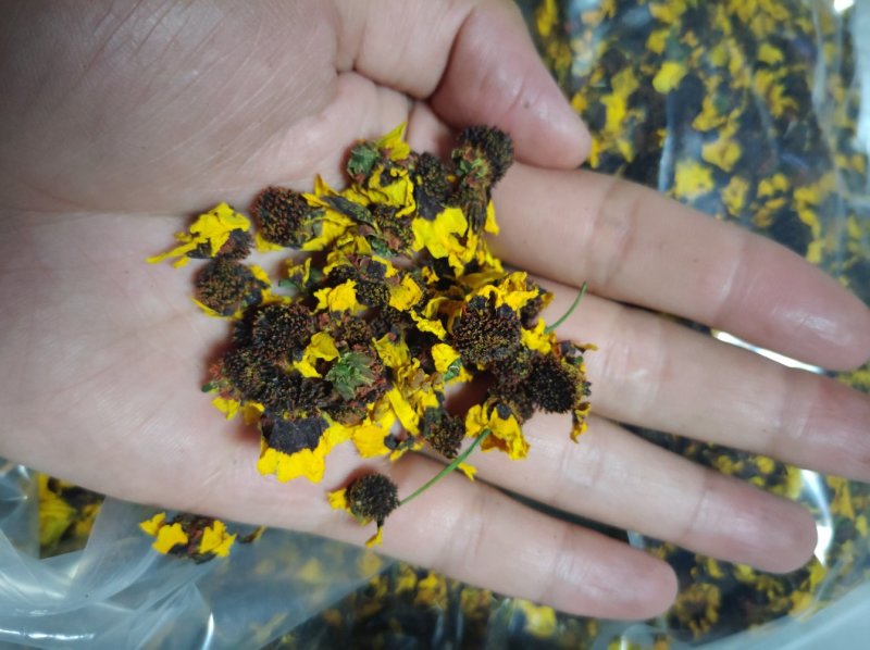 雪菊新货，昆仑山新疆胎菊血菊两色金鸡菊