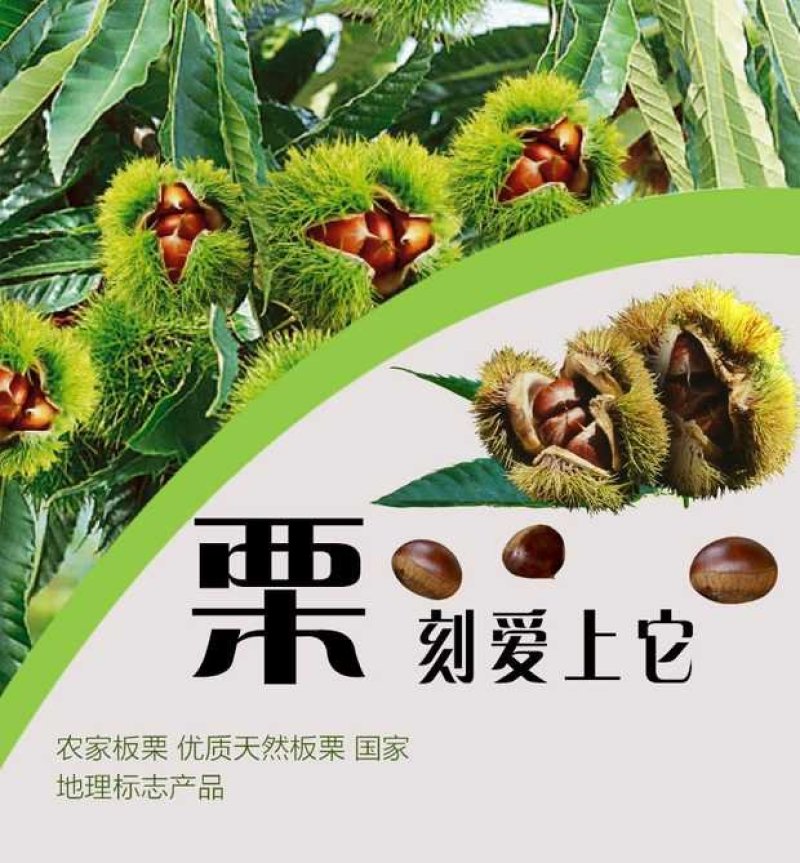 板栗生新鲜5斤非迁西批发农家现摘生栗子