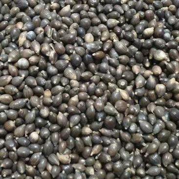 贵州兴仁原种薏米种子包发芽率85%包技术包产品回收