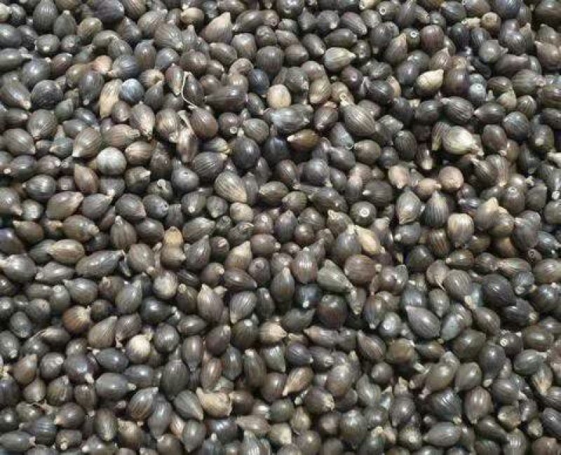 贵州兴仁原种薏米种子包发芽率85%包技术包产品回收