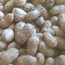 明光市小白沙鲜果，口感好吃，品质好，含水份少，质量更好
