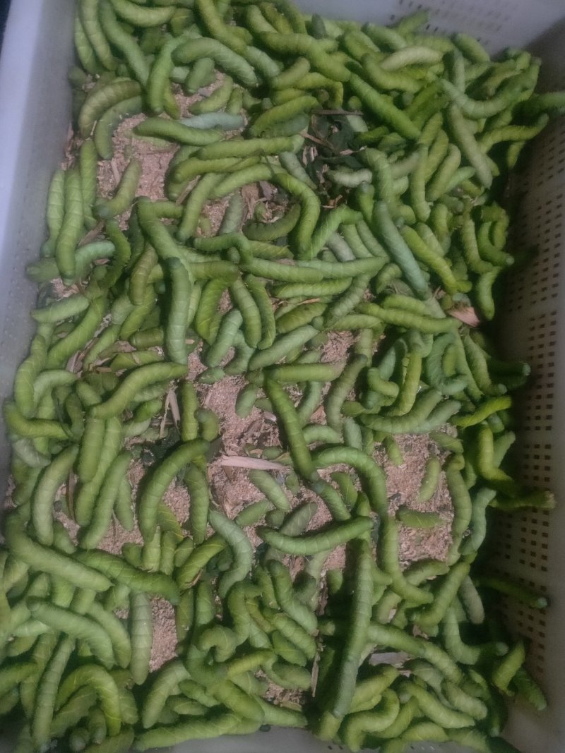 活豆虫