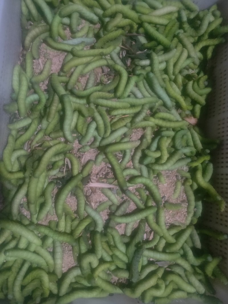 活豆虫