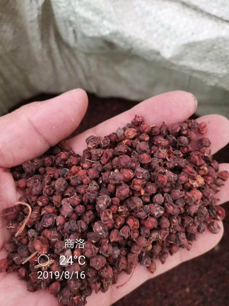 【产地降价】：新货野生南五味子秦岭高山大颗粒后期水煮货。