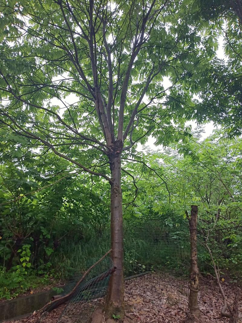 【无患子树】3-25公分优质乔灌木绿化/公园欢迎实地